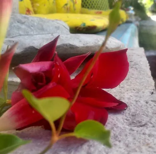 Casa de hóspedes Casa Lin & Casa Blanca